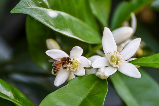 un prim plan al unei albine care vizitează florile de lămâie Meyer