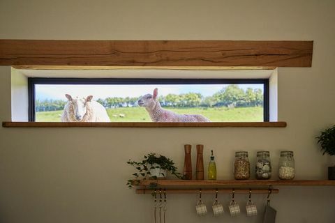 Vista da janela de ovelhas do lado de fora