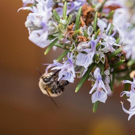 Nahaufnahme einer Biene, die auf Rosmarinblüten bestäubt