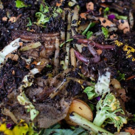 detailní pohled na červy vložené do nového krmného tácu s čerstvým jídlem a podestýlkou ​​ve venkovním vermikompostéru červí kompostér jsou perfektním řešením v bytě pro zpracování potravinového odpadu