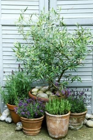 Ghivece în stil mediteranean plantate cu lavandula și olea europaea împotriva ușilor cu obloane albe