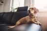 10 главных вещей, которые делают владельцы собак, оставляя своего питомца дома одного