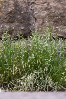hojná rozlehlá tráva v čeledi poaceae kvetoucí proti zdi na britském venkově