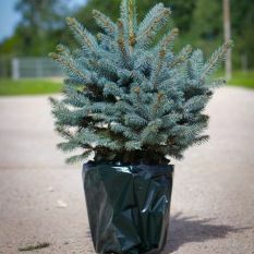 Luksuzno sveže božično drevo - lonec modra smreka (Picea pungens glauca) - za takojšnjo dostavo