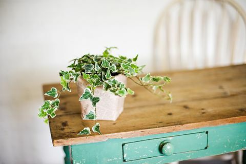 Ivy vokser ud af plantekrukke på træbord