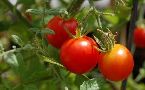 tomate cereja em uma videira madura sob o sol