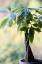 Как сохранить живое денежное дерево, даже если вы не специалист по растениям