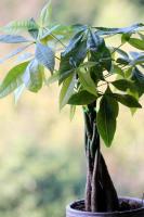 Ako udržať svoj strom peňazí nažive, aj keď nie ste odborníkom na rastliny
