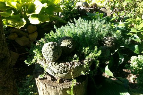 Hypertufa-Topf im schattigen Hosta-Garten