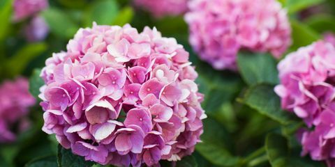 Plantă, petală, floare, violet, roz, violet, lavandă, plantă anuală, liliac, hortensii, 