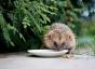 Det er ingen landlige pinnsvin i Sørvest -England - Hedgehog Decline In British Countryside