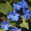 चेल्सी फ्लावर शो गार्डन के लिए सर्वश्रेष्ठ शरद ऋतु के पौधे