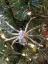The Legend of the Christmas Spider and the History of Tinsel