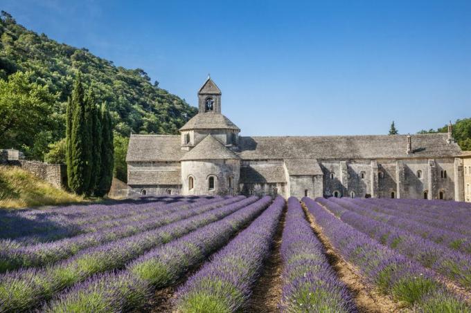sénanque kloster med lavendelfelt