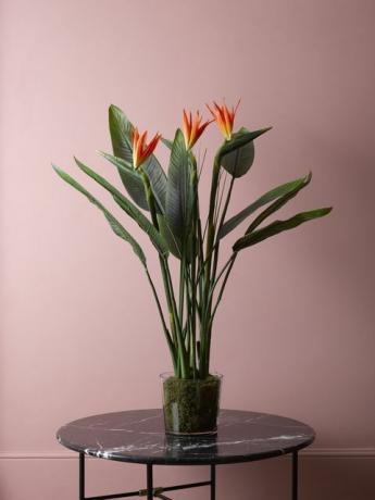 La Redoute запускає розкішну фальшиву рослину та квітковий асортимент від Bloom