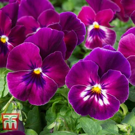Pansy „Coolwave Raspberry”