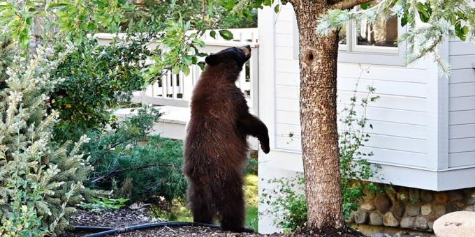 medvěd stojící u stromu