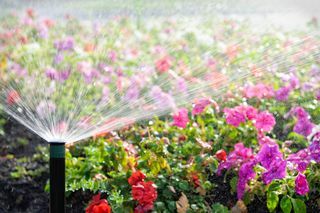 밝은 햇살 아래 꽃밭에 물을 주는 자동 스프링클러.