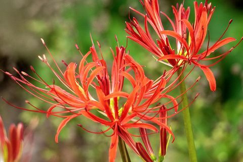 hraniční rostlina, detailní fotografie krásných, zářivě červených nerinů kvetoucích za slunečného dne na venkovské zahradě v létě, také známých jako drahokamová lilie, neriny jsou nápadnou ukázkou na zahradě pozdního léta
