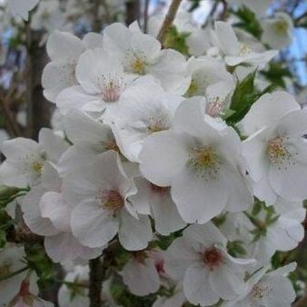 Prunus hólúd virágzó cseresznyefa