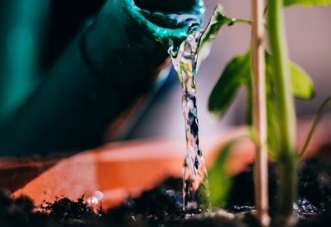 een plant water geven, close-up