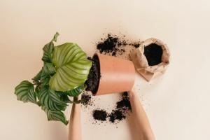 כיצד להחיות צמח בית גוסס