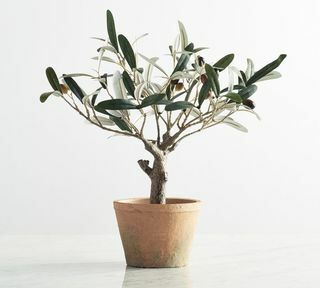 Pohon Zaitun dalam Pot