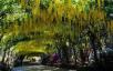 10 σήραγγες με πλούσια δέντρα που προσφέρουν μαγευτικές βόλτες
