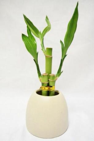 bambú en una olla blanca