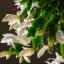 Thanksgiving Cactus Care: Sådan får du en Thanksgiving-kaktus til at blomstre