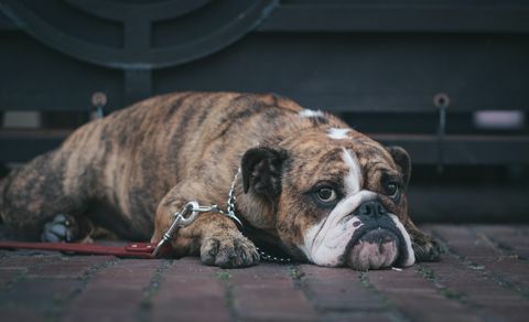Bulldogge liegt auf dem Boden