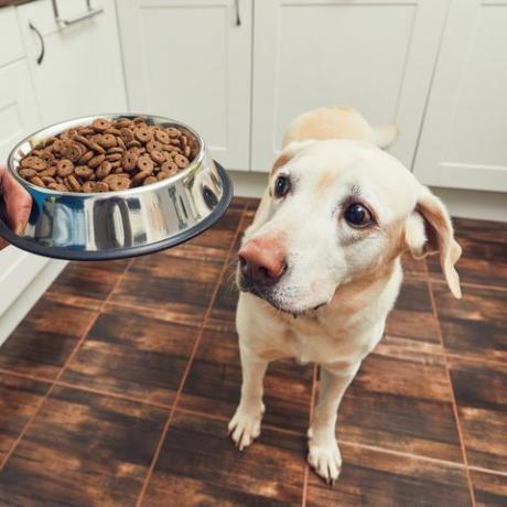 Vágott kéz, aki ételt ad kutyának otthon