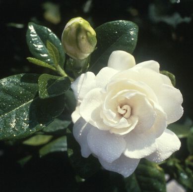 vanlig gardenia
