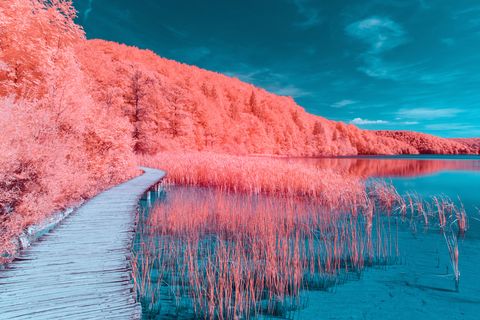 Adobe Stock za Pantone Color of the Year 2019 - Living Coral
