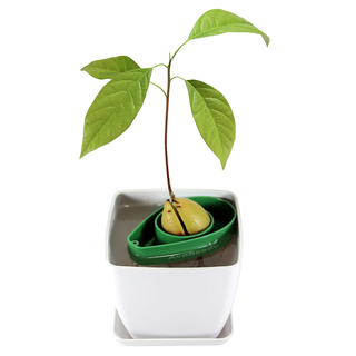 Avocadobaum-Kit