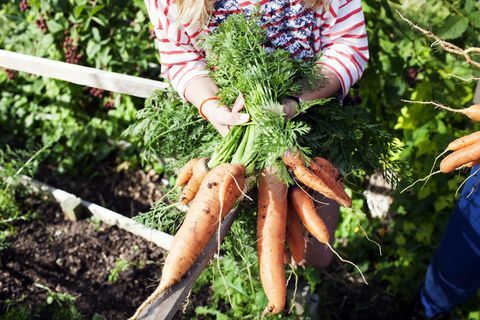 Жена, която държи куп прясно набрани моркови на разпределението си