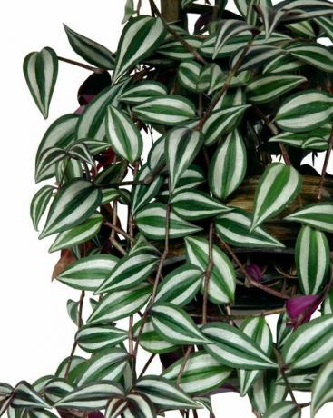 후행 식물 tradescantia zebrina
