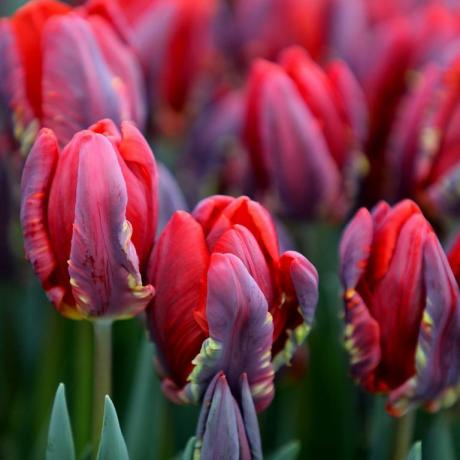 Bulbes de tulipes Tulipa 'Rococo'perroquet