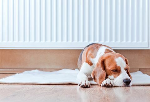 šuo ilsisi ant medinių grindų, šalia šilto radiatoriaus