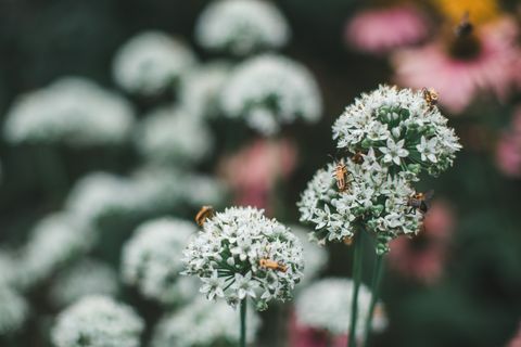 פרחים מכוסים בחיפושיות חיילות