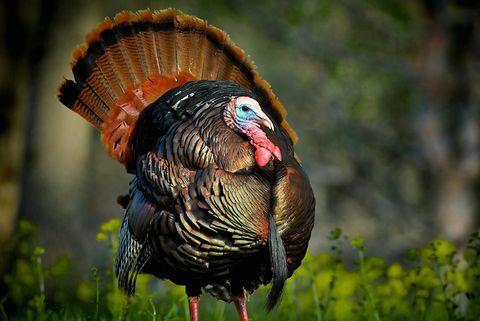 Pateicības dienas jautri fakti - Bendžamins Franklins Turcijas nacionālais putns