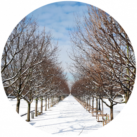Neve, Inverno, Árvore, Ramo, Congelamento, Planta lenhosa, Simetria, Fotografia, Arco, Arquitetura, 