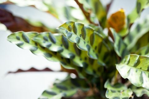 поглед изблиза на калатеју звечарку у саксији, биљку пореклом из бразилске прашуме