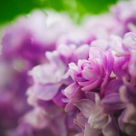 Ziedlapa, violeta, zieds, lavanda, violeta, rozā, ziedošs augs, krāsainība, ceriņi, pavasaris, 