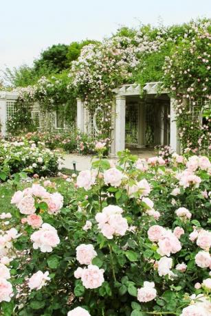 dvorček ružovej záhrady