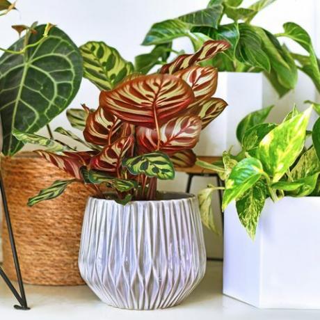 várias plantas de casa tropicais da moda em vasos de flores dispostos em prateleiras