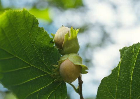Hasselpähkinäpuun lehdet ja varsi, keskity hasselpähkinöihin, lähikuva