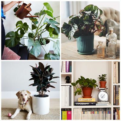 Květináč, rostlina, list, interiérový design, masožravec, pes, psí plemeno, pokojová rostlina, suchozemská rostlina, psí potřeby, 