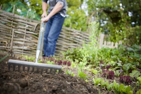 Trädgårdsmästare som använder metallkratta för att släta ut en tom plats på en upphöjd säng i en grönsaksträdgård innan han planterar nya frön.