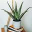 Die beste Fensterposition, um Ihre Aloe Vera Pflanze glücklich zu machen